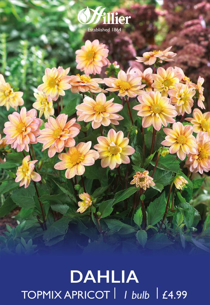 Dahlia Topmix Apricot Bulbs 8718641970331 2